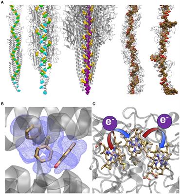 To be or not to be a cytochrome: electrical characterizations are inconsistent with Geobacter cytochrome ‘nanowires’
